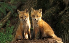 Desktop image. Animals. ID:35539