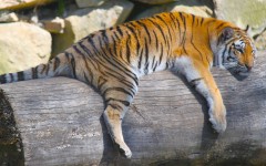 Desktop image. Animals. ID:53623