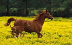 Desktop image. Animals. ID:35541