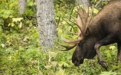 Desktop image. Animals. ID:53631