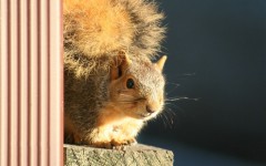 Desktop image. Animals. ID:35543