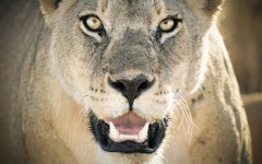 Desktop image. Animals. ID:35544