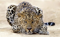 Desktop image. Animals. ID:35545