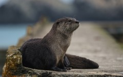 Desktop image. Animals. ID:53639