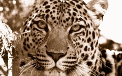 Desktop image. Animals. ID:35548