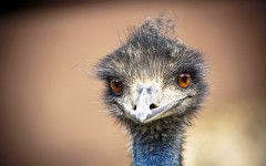 Desktop image. Animals. ID:53644