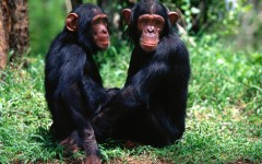 Desktop image. Animals. ID:35550
