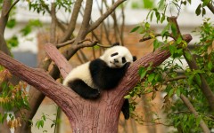 Desktop image. Animals. ID:53734