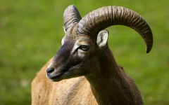 Desktop image. Animals. ID:35552