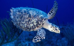Desktop image. Animals. ID:35553