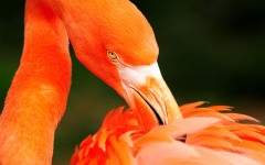 Desktop image. Animals. ID:35554