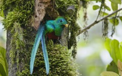 Desktop image. Animals. ID:35555