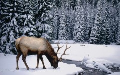 Desktop image. Animals. ID:35556