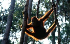 Desktop image. Animals. ID:35557