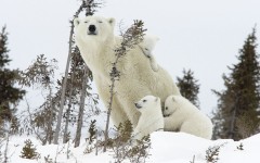 Desktop image. Animals. ID:35558