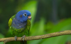 Desktop image. Animals. ID:35560