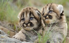 Desktop image. Animals. ID:35561