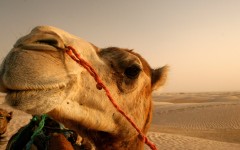 Desktop image. Animals. ID:53664
