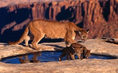 Desktop image. Animals. ID:35563