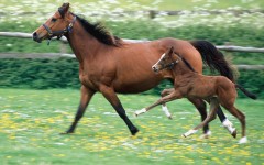 Desktop image. Animals. ID:35564