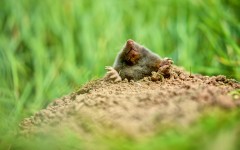 Desktop image. Animals. ID:53736