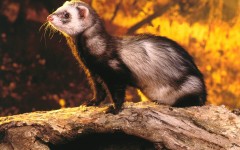 Desktop image. Animals. ID:35567