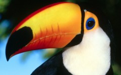 Desktop image. Animals. ID:35568
