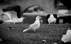 Desktop image. Animals. ID:35569