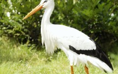Desktop image. Animals. ID:35570