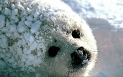 Desktop image. Animals. ID:35571