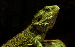 Desktop image. Animals. ID:35572