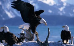 Desktop image. Animals. ID:35573