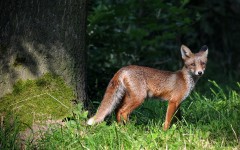 Desktop image. Animals. ID:35574
