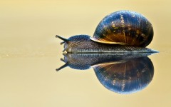 Desktop image. Animals. ID:54066