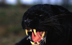 Desktop image. Animals. ID:35576