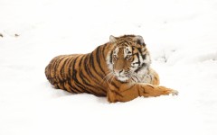 Desktop image. Animals. ID:54071