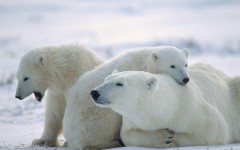 Desktop image. Animals. ID:35578