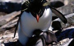 Desktop image. Animals. ID:35579