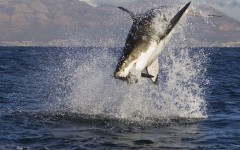 Desktop image. Animals. ID:35580