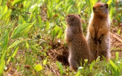 Desktop image. Animals. ID:35581