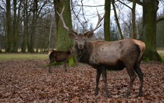 Desktop image. Animals. ID:55382