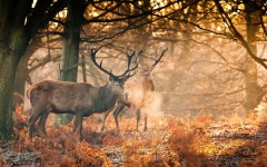 Desktop image. Animals. ID:55383