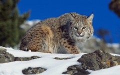 Desktop image. Animals. ID:35586