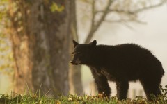 Desktop image. Animals. ID:54192