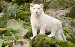Desktop image. Animals. ID:54199