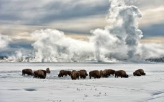 Desktop image. Animals. ID:54209