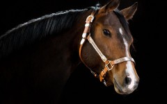 Desktop image. Animals. ID:54154