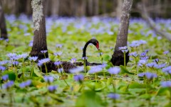 Desktop image. Animals. ID:54181