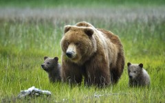 Desktop image. Animals. ID:54187