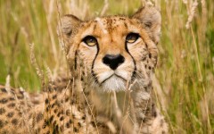 Desktop image. Animals. ID:54414